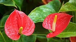 14 Anthurium Types Including A Care Guide And Pictures
