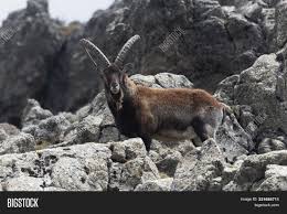 Walia ibex are social animals. Walia Ibex Capra Image Photo Free Trial Bigstock