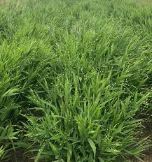 Image result for Chasmanthium latifolium