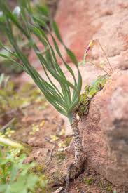 Image result for Gethyllis