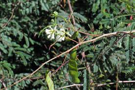 Image result for Acacia pentagona