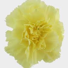 Yellow Carnation Flower Pic Best Flower Wallpaper