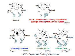 Image result for Cushing Response