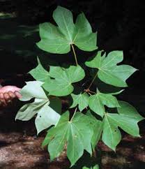 Image result for Hemarthria natans