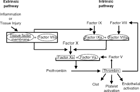 Factor xa plays a critical role in the coagulation cascade (824 k pdf) by catalyzing the proteolytic conversion of. Oral Direct Factor Xa Inhibitors In Development For The Prevention And Treatment Of Thromboembolic Diseases Arteriosclerosis Thrombosis And Vascular Biology