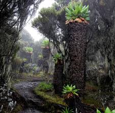 Image result for Orbea knobelii