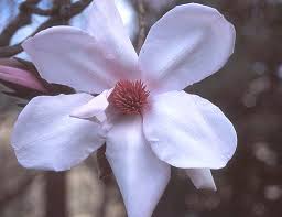 Image result for Magnolia sargentiana