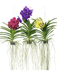 Image result for Vanda