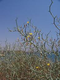 Image result for Launaea violacea