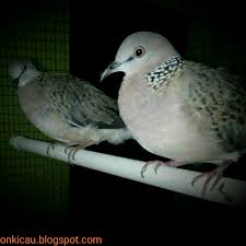 Perbedaan merak jantan dan betina, merak hijau betina, burung merak indonesia, makanan burung merak, gambar merak. 100 Gambar Burung Derkuku Jantan Dan Betina Hd Terbaik Gambar Id