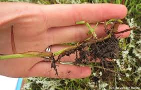 Image result for Hemarthria