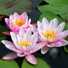 Image result for Nymphaea lotus