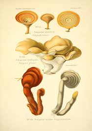 Image result for Ganoderma lucidum