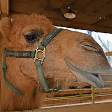 Biggest camels wholesale suppliers in china. Bring Your Event To Life With Exotic Animal Rentals Camels Kangaroos And More