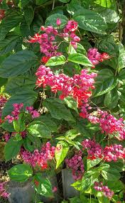 Image result for Clerodendrum