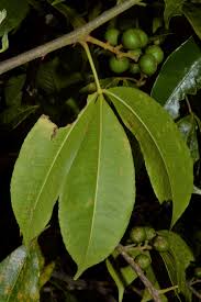 Image result for Toddalia