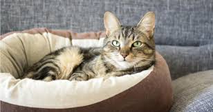 You need to combine home remedies along with medical treatments for eliminating the other infections from causing symptoms. Should I Worry About My Cat S Sensitive Swollen Lip Petcoach