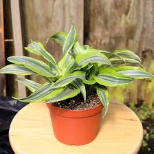 Image result for Dracaena