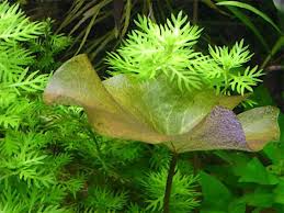 Image result for Nymphoides brevipedicellata
