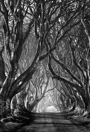Best Black And White Nature Photos Black And White Photo Nature Trees Beauty Studio Parrucchieri Lory Join Us On Our Facebook Page Vi White Art Black And White Photographs Dark Hedges