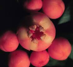 Image result for Symphonia globulifera