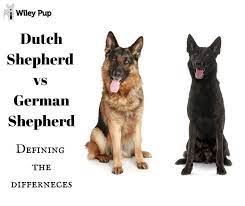 Dutch Shepherd Vs German Shepherd Defining The Differences 2021 Updated Go Pup
