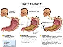 Digestion Gastrointestinal Disorders Vagus Nerve