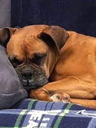 pin by susie reese frank on doggies boxers boxer dogs boxer puppies cute animal pictures