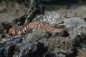 Image result for Centrolene heloderma