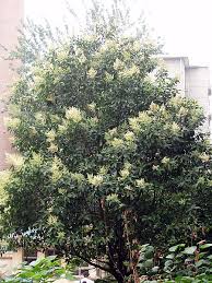 Image result for Aeschynomene mossoensis