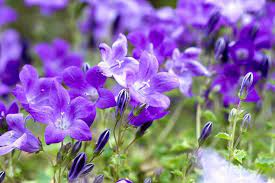 Precipitation spring and fall enough to provide sufficient moisture bell. Campanula Portenschlagiana Dalmatian Bellflower