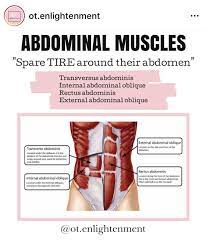 Pin By Alexis Andrea Calero On Occupational Therapy Finds Abdominal Muscles Transversus Abdominis Abdominal