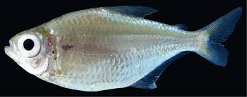 Image result for Tetracera masuiana