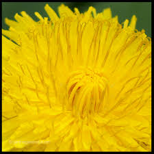 Check spelling or type a new query. Fiori Spontanei Orto Weblog