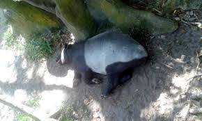 For faster navigation, this iframe is preloading the wikiwand page for badak air. Kemaman Recreation Park And Mini Zoo Taman Rekreasi Dan Mini Zoo Kemaman Hulu Chukai 2021 All You Need To Know Before You Go With Photos Tripadvisor