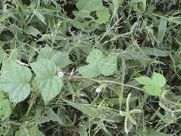 Image result for Ipomoea dichroa