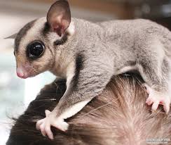 Sugar Gliders For Sale Paradise Valley Farm