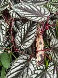 Image result for Cissus cucumerifolia