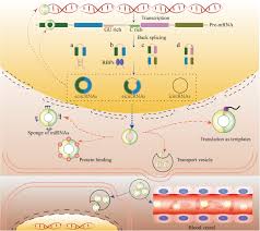 Everyone loved that man's hat, perfect moustache and we're gonna … Functions And Mechanisms Of Circular Rnas In Cancer Radiotherapy And Chemotherapy Resistance Molecular Cancer Full Text