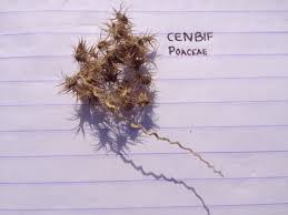 Image result for Cenchrus biflorus