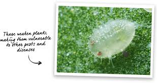 Image result for whitefly in cucumber
