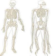 Compare A Human And Chimpanzee Skeleton Chimpanzee Human Similarities And Differences