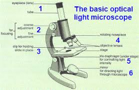 Check spelling or type a new query. Microscopy How A Microscope Works Magnification Calculations How To Use A Microscope Slide Preparation Investigations Resolution Resolving Power Measuring Size Of Cell Electron Microscope Micrograph Light Micrograph Igcse O Level Gcse 9 1 Biology Revision