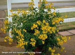 As a texas super star, esperanza has recently become a popular ornamental plant in texas gardens. Plant Answers