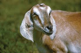 I'm a g.o.a.t.! and for those of y'all who don't know what a g.o.a.t. Goat Description Breeds Milk Facts Britannica