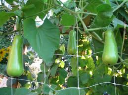 Image result for Lagenaria