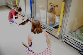 Adopters must be 18 years of age and apply in person. Shelter Buddies Reading Program