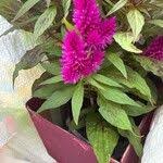 Image result for Celosia elegantissima
