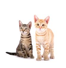 Ideally, cats should be spayed before they have their first heat cycle, although they can be spayed at any stage of life around six months of age is the normal age to have cats spayed out of choice, although in many countries, spaying is performed as standard at a much younger age than this, and. Ask Elizabeth Should I Consider A Pediatric Spay Or Neuter Cornell University College Of Veterinary Medicine