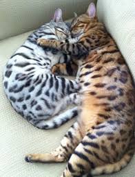 The most popular bengal colors are brown/black, but the cat can come in a variety of shades, including black and silver, seal brown and silver, charcoal, and. Black And White Bengal Cat Name Nightgaze Reg Bengal Cat Name Specklefur Both Brother And Sister Cats Beautiful Cats Cute Cats